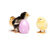 Yellow chick