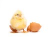 Yellow chick