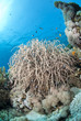 Branching Sea plume colony. Red Sea, Egypt.