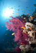 Orange Anthias and vibrant pink soft coral.