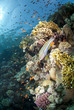 Multi-coloured Rainbow wrasse on a tropical coral reef.
