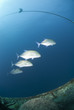 Small school of Bluefin trevally swimming over a shipwreck.