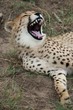 Cheetah Wild Cat Teeth Cheetah Wild Cat Teeth