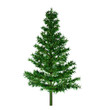 Illustration: pine pine