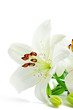 Beautiful white lily flowers, isolated on white Beautiful white lily flowers, isolated on white