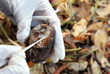 Hands with oese and mouldy potato