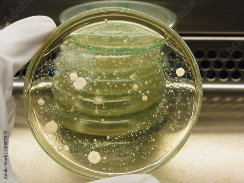 Photo: Microorganisms review Microorganisms review