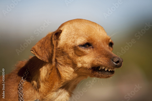 Photo: dog with weird smile dog with weird smile