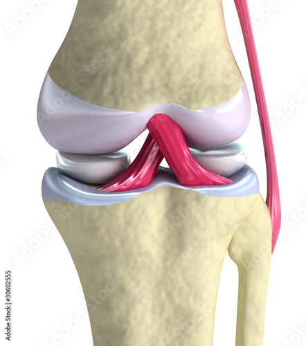 Illustration: Knee joint closeup view. Isolated on white Knee joint closeup view. Isolated on white