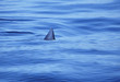 Shark swimming in ocean water