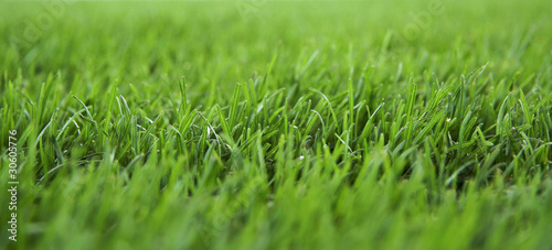 Photo: Fresh grass Fresh grass