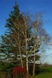 Arbres Arbres