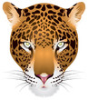 Leopard head in vector