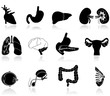 human body organs human body organs