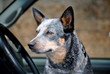 Dog Driving
