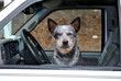 Canine Driver