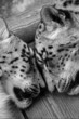 Snow Leopards sleeping.