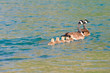 Family of Geese