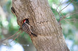 Woodpecker