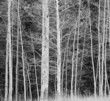 Trees in forest during winter