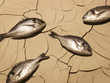 Dead fish laying on cracked mud