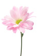 Pink spray mum