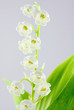 brin de muguet fleuri
