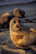 Seal