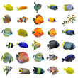 groupe de poissons tropicaux
