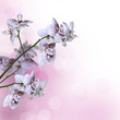 Orchidée blanche et violette Orchidée blanche et violette