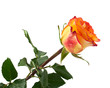 yellow rose