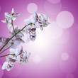 Orchidée blanche et violette Orchidée blanche et violette