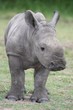 Baby Rhinoceros Baby Rhinoceros