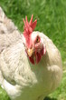 Hen