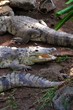 Crocodiles having a sun bath in South America Crocodiles having a sun bath in South America