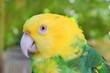 Amazon Parrot Yellow headed Oratrix Amazon Parrot Yellow headed Oratrix