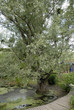 Saule blanc; Salix alba; Lentille d'eau; Lemna minor; mare Saule blanc; Salix alba; Lentille d'eau; Lemna minor; mare