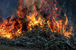 Fuoco