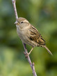 moineau domestique