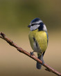 mesange bleue