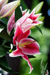 Red lilies bush bouquette-like