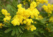 Mimosa