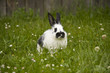 Osterhase