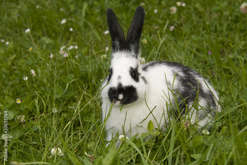 Foto: Osterhase Osterhase