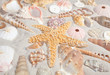 Lots of sea shells