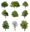 Trees isolated on white