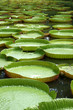 bassin aux nénuphars géants, Victoria Amazonica bassin aux nénuphars géants, Victoria Amazonica