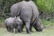 Baby Rhinoceros and Mom Baby Rhinoceros and Mom