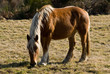 chevaux