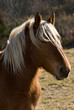 cheval 04